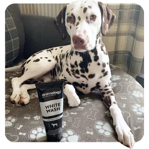 Animology White Wash Köpek Şampuanı 250 ML