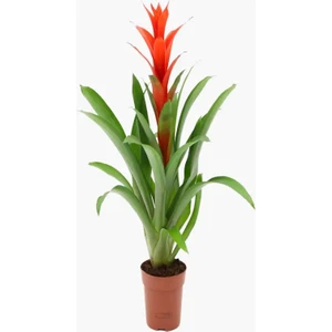 Guzmanya Çiçeği Ithal