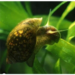 Derlifbeysu Yld Akvaryum  Salyangoz 5 Adet