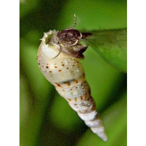 Derlifbeysu Yld Akvaryum Salyangoz Minare Salyangoz 4 Adet