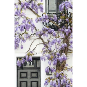 Mor Salkım Fidanı 80-100 cm Sarılıcı Bitki