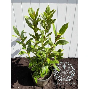 Kokulu Defne Fidanı Aromatik Defne Ağacı Bitkisi Laurus Nobilis 40-60 cm