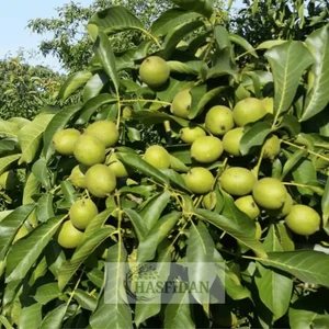 Has Cevizcilik 10 Adet 1,5-2 mt Chandler 1 Tozlayıcı Hediyeli (10 1) Yüksek Verimli Salkım Ceviz Fidanı