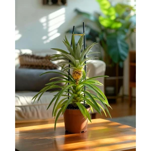 Ananas Bitkisi – Ananas Comosus – 12 cm Saksı