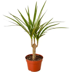 Dracena Marginata – Dracaena Marginata – 12 cm Saksı