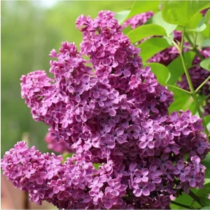 Leylak Fidanı 50-100 cm