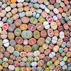 Lithops Tohumu Nadir 40 Tür Özel Karışım
