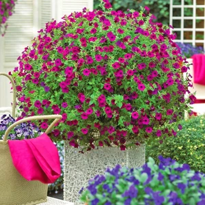 Kokulu Petunya Tohumu Geleneksel Doğal Petunia Violacea