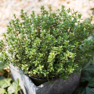 Alman Kış Kekiği Tohumu Geniş Yapraklı Bahçe Kekik