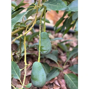 Has Organik 1 kg Avokado Taze Hasat