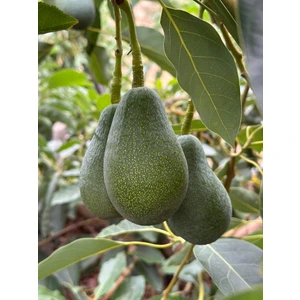 Has Organik 1 kg Avokado