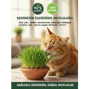 Kedi Çimi Tohumu 750 Gram