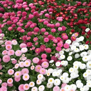 Bellis Tohumu Ingiliz Papatyası Katmerli 3 Renk Karışım