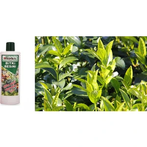 Tunç Botanik TROPİKAL BİTKİ BESİNİ 6 ADET - YEŞİL YAPRAKLAR İÇİN 1000 ML