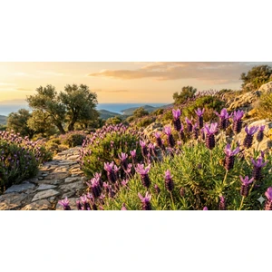 Lavanta Şarköy Karabaş Otu Tohumu