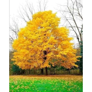 Mabed Ağacı Ginko Biloba