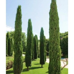 Tunç Botanik MEZARLIK ÇAMI 5 ADET - KABİR AĞACI 1 METRE