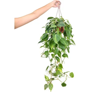 Philodendron Brasil – 15 cm Saksı