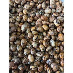 Karahasanoğlu Tarım Yerli Uzun-Enli Erken Sırık Fasulye Tohumu (Alacalı)