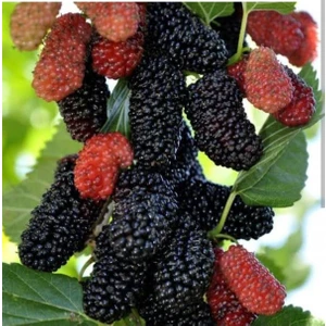 Dut Ağacı (Avusturalya Dut'u)Tüplü 2-Yaş Boyu 80 100CM