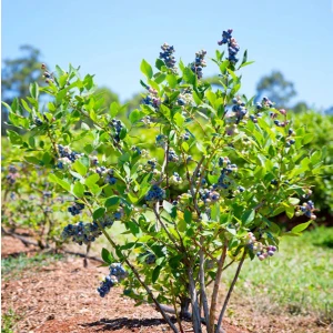 3 Yaş Yaban Mersini Fidanı 70-80 cm