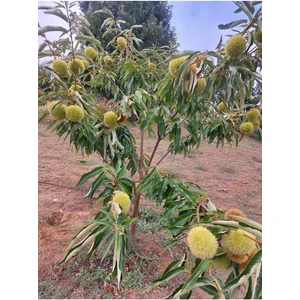 Kestane Fidanı - Tüplü 2 Yaş