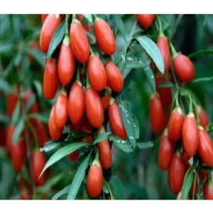 Goji Berry ( Kurt Üzümü ) 2 Yaşında Potda