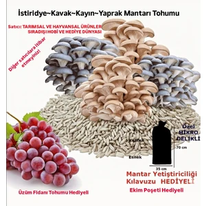 Tarımsal ve Hayvansal Ürünler Istiridye Kavak Kayın Mantarı Tohumu, Mantar Ekim Poşeti ve Eğitim Kılavuzu