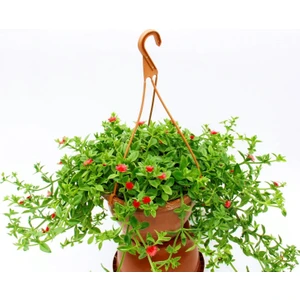 Buz Çiçeği - Askılı Saksıda Hediyelik