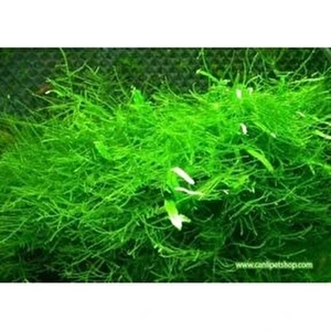Akvaryum Bitkileri Moss " Java Moss " 1 Paket