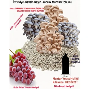 Tarımsal ve Hayvansal Ürünler Istiridye Mantarı Tohumu, Ekim Poşeti ve Eğitim Kılavuzu (Hobi Amaçlı Mantar Yetiştirecekler Için)