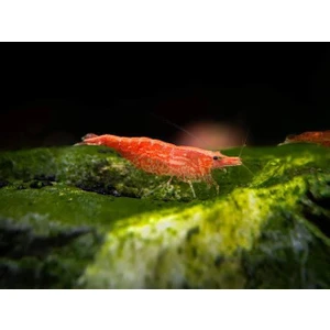 İthal Bitki Kırmızı Sakura Karides 5 Adet