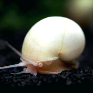 İthal Bitki Beyaz Elma Salyangozu 2 Adet