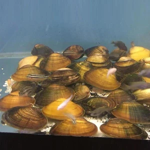 İthal Bitki Tatlı Su Midyesi 5-7 cm 4 Adet Straforlu Gönderim