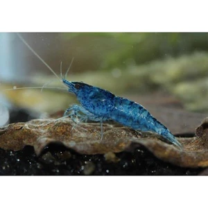 İthal Bitki Mavi Melek Karides 5 Adet