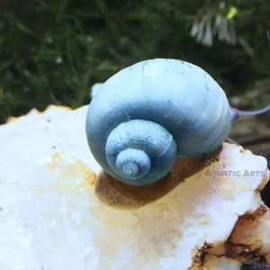 İthal Bitki Mavi Elma Salyangoz 2 Adet