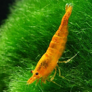 İthal Bitki Turuncu Sakura Karides 5 Adet