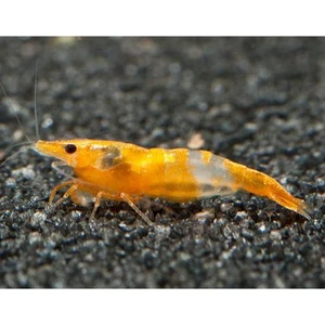 İthal Bitki Turuncu Rili Karides 5 Adet