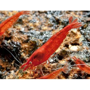 İthal Bitki Bloodmary Karides 5 Adet