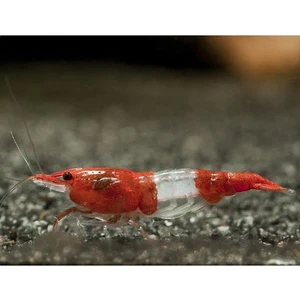 İthal Bitki Kırmızı Rili Karides 5 Adet