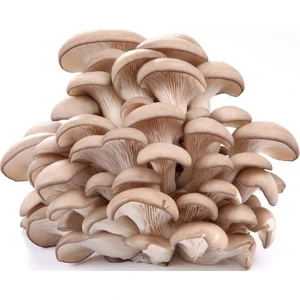 Istiridye Mantarı Tohumu Kavak - Kayın - Yaprak 100 gr