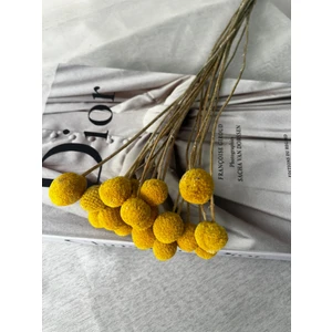 Ziva Dekor Dekoratif Sarı Craspedia 10 Dal