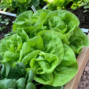 Gül Marul Tohumu Atalık Bibb Lettuce