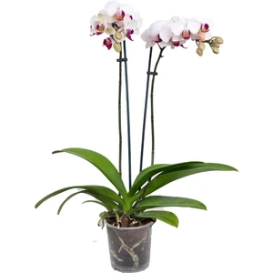 Mini Orkide Çift Dal – Phalaenopsis Mini