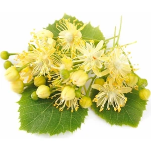 Fidan Sepetim 3 Yaş Ihlamur Fidanı