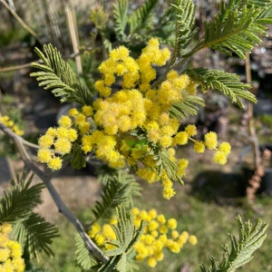 Fidan Sepetim 3 Yaş Mimoza Ağacı Fidanı - Gümüşi Akasya (Acacia Dealbata)