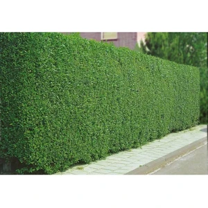 LİGUSTRUM KURTBAĞRI 20 ADET - ÇİT BİTKİSİ