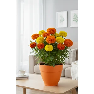 Canan Renkli Saksı 25cm