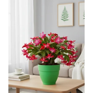 Canan Renkli Saksı 25Cm