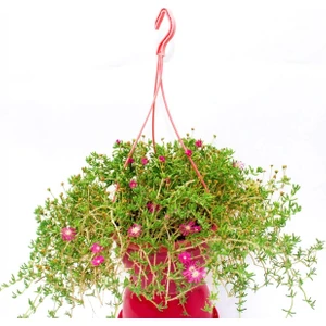 Acem Halısı 3 Adet - Pembe Askılı Saksıda Hediyelik